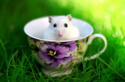 励志说说带图片：累了想想灰太狼，想想光头强。