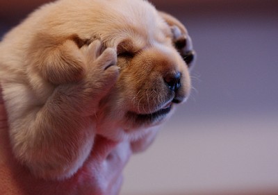 最搞笑说说：成熟的好处是，以前得不到的现在不想要了