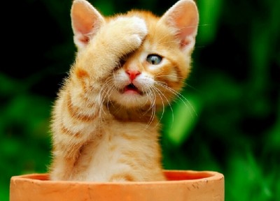 关于考试的经典说说:本想借这次考试咸鱼翻身,没想到粘锅了1